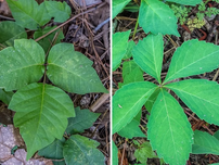 A poison ivy (left) and Virginia creeper.