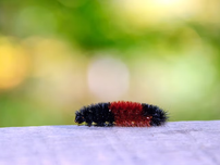Wooly bear caterpillar crawling.