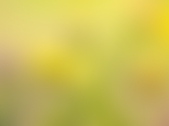 A dandelion on a blurred background.