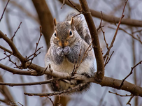 Eastern gray squirrel on a branch on a tree.