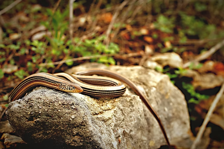 A slender glass lizard lies coiled on a rock in a forest setting, surrounded by blurred greenery. The scene has a tranquil and earthy tone.