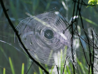Shows a spider web connected to branches of trees.