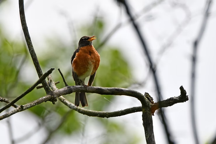 A robin with an orange chest sings on a tree branch against a blurred green and white background, capturing a lively spring scene.
