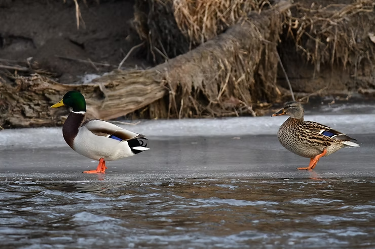 A male (left) and female mallard walk on icy water, one with a green head and one brown. A muddy bank and tree roots are in the background.