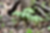 Green plants with broad leaves grow near tree roots in a forest. Fallen leaves cover the ground, creating a natural and earthy setting.