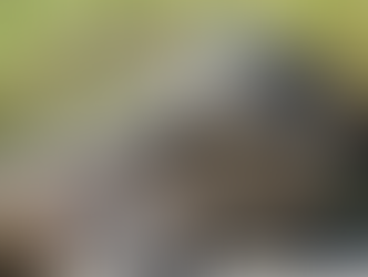 Snapping turtle close up.