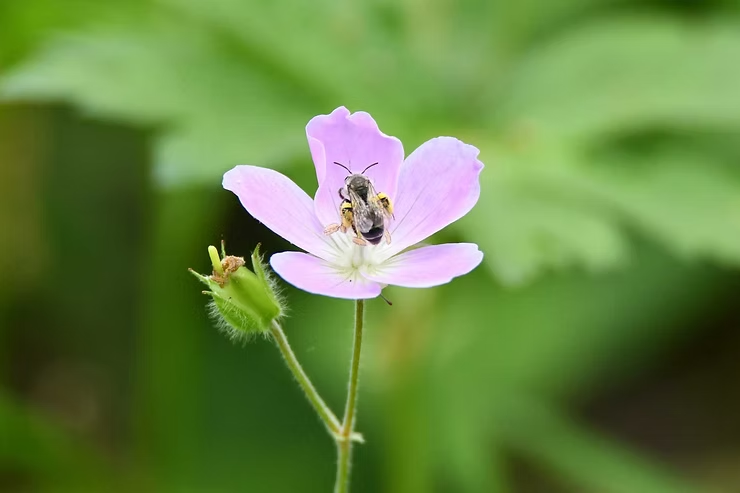 Bee on a pink flower against a blurred green background. The bee is collecting pollen.