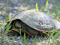 A northern map turtle in a rocky area.