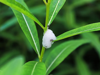 A spittlebug in its bubble of spit.