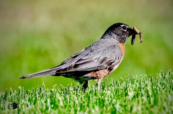 A robin with an orange breast grips an insect in its beak, standing on vibrant green grass in a sunny setting.