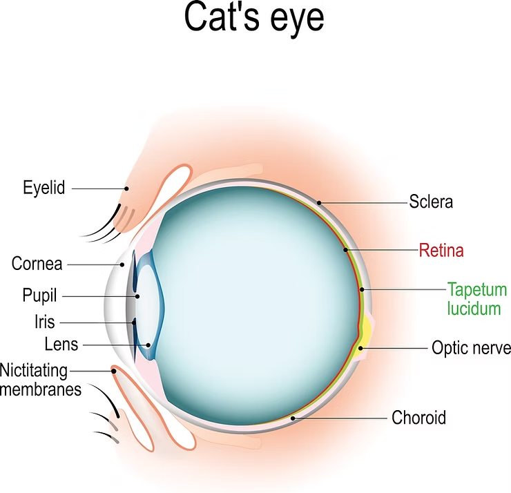 Cross-section diagram of a cat's eye labeled with parts like cornea, retina, and optic nerve. Text labels indicate different components.