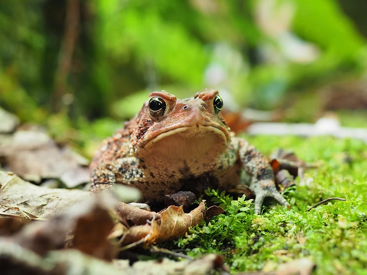 Brown toad sits on green moss and dry leaves in a forest setting, looking directly at the camera. Bright green blurred background.