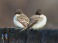 Two Eastern phoebes.