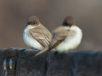 Two Eastern phoebes.