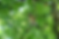 A speckled bird perches on a branch amidst lush green leaves in a sunlit setting, conveying a serene and natural atmosphere.