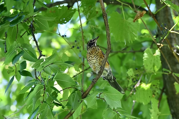 A speckled bird perches on a branch amidst lush green leaves in a sunlit setting, conveying a serene and natural atmosphere.