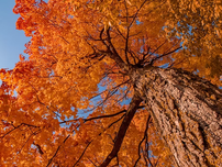 A sugar maple tree from the perspective of looking up from the ground.