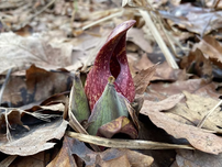 Skunk cabbage within leaves.