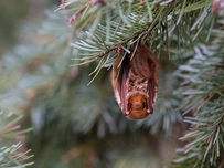 An eastern red bat hanging from a tree.