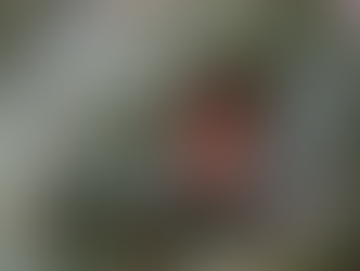 An eastern red bat hanging from a tree.