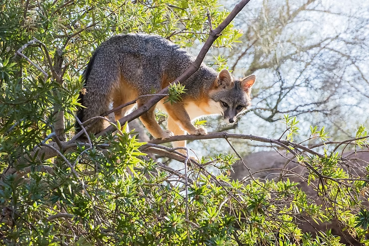 Gray fox climbing on green branches in a sunny, wooded area. The fox appears focused, with a mix of gray and brown fur.