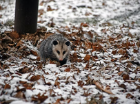 An opossum in leaves.