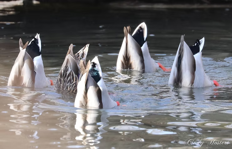 Ducks diving in a pond, tails up, with water reflecting the light. The image has a calm and playful mood. Signature text reads "Cindy Hostert."