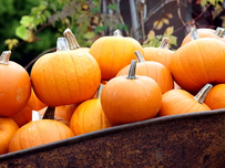 A barrel full of pumpkins.