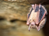 Folded bat hanging upside down.