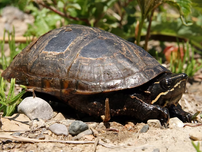 An eastern musk turtle laying in the sun.