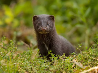 A mink in the grass.