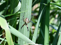 A yellow garden spider on its web between long thin leaves.