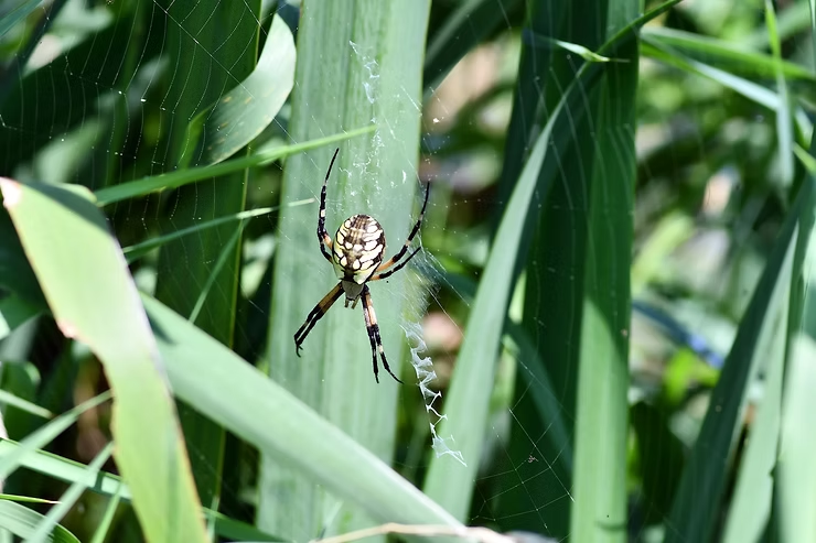 A yellow garden spider with a striped yellow and black pattern sits on its web among green leaves in bright sunlight, creating a natural scene.