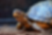 A turtle with a patterned shell looks alert on a brown earthy surface. Its mouth has bits of leaves, suggesting it has been eating.