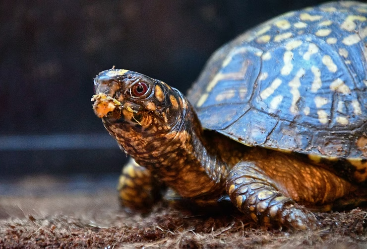 A turtle with a patterned shell looks alert on a brown earthy surface. Its mouth has bits of leaves, suggesting it has been eating.