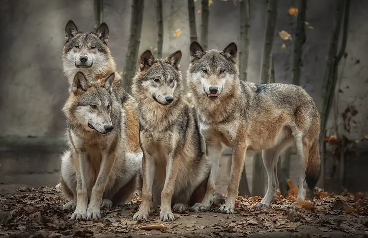 Four wolves stand together on a forest floor covered in autumn leaves, surrounded by tree trunks. They look alert and attentive.