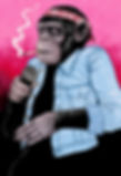 shannongig-chimp