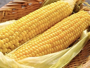 「とうもろこしの収穫」