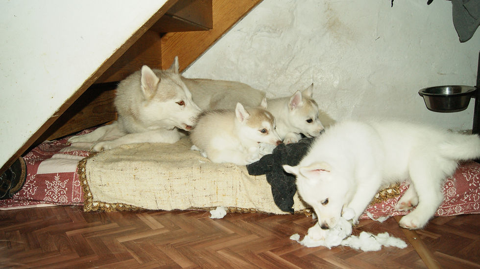 DSC07350