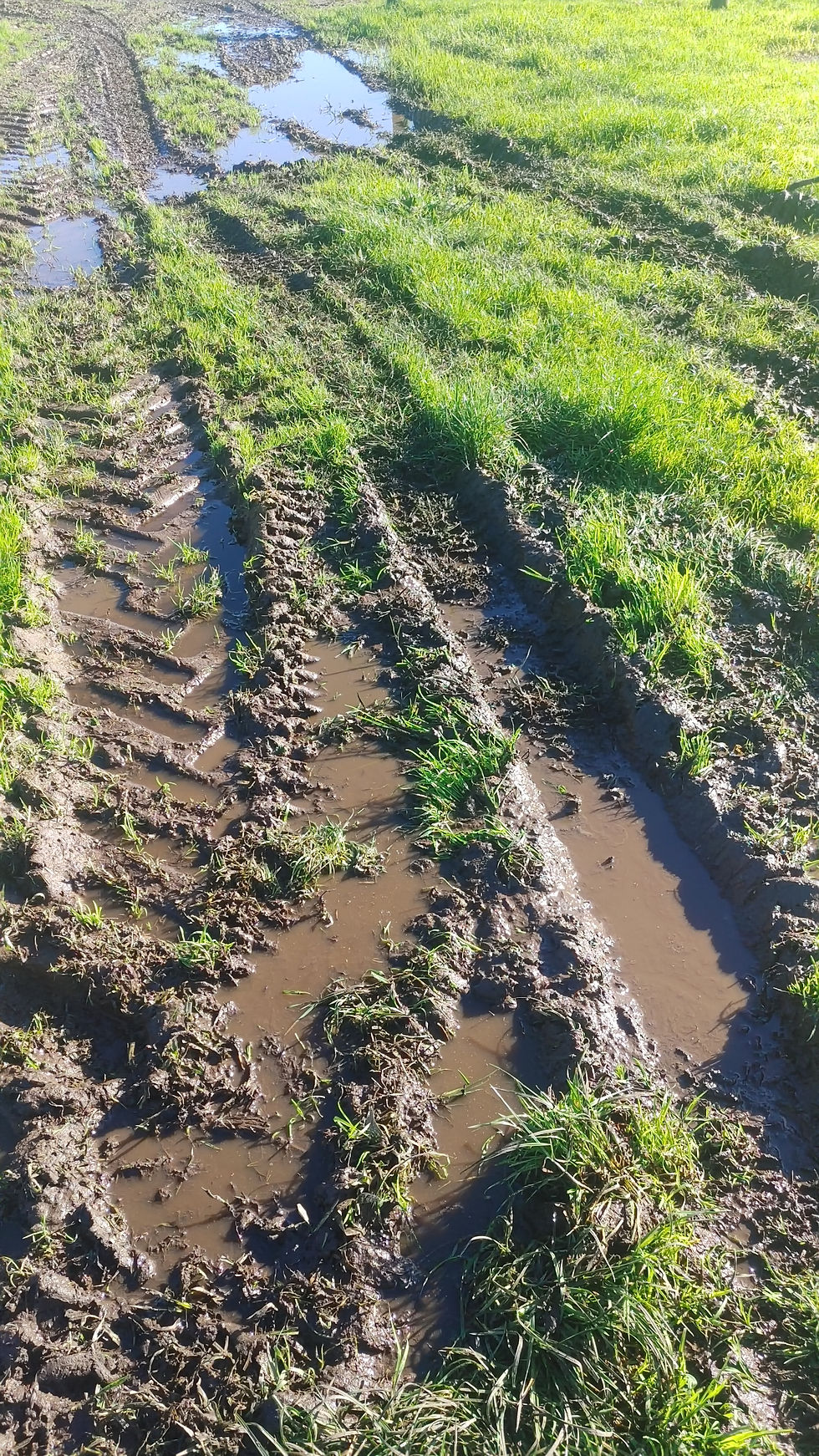 Deep, water-filled tractor ruts in a wet winter pasture, showing soil and pasture damage from machinery access