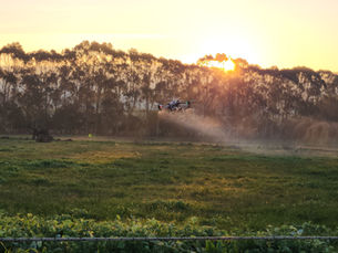 Agricultural drone spraying capeweed in a wet Gippsland pasture during winter