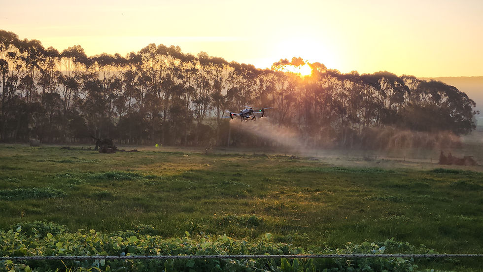 Agricultural drone spraying capeweed in a wet Gippsland pasture during winter