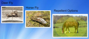Flies and Oils