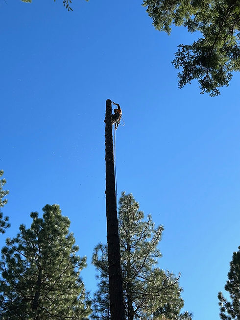 Tree City LLC