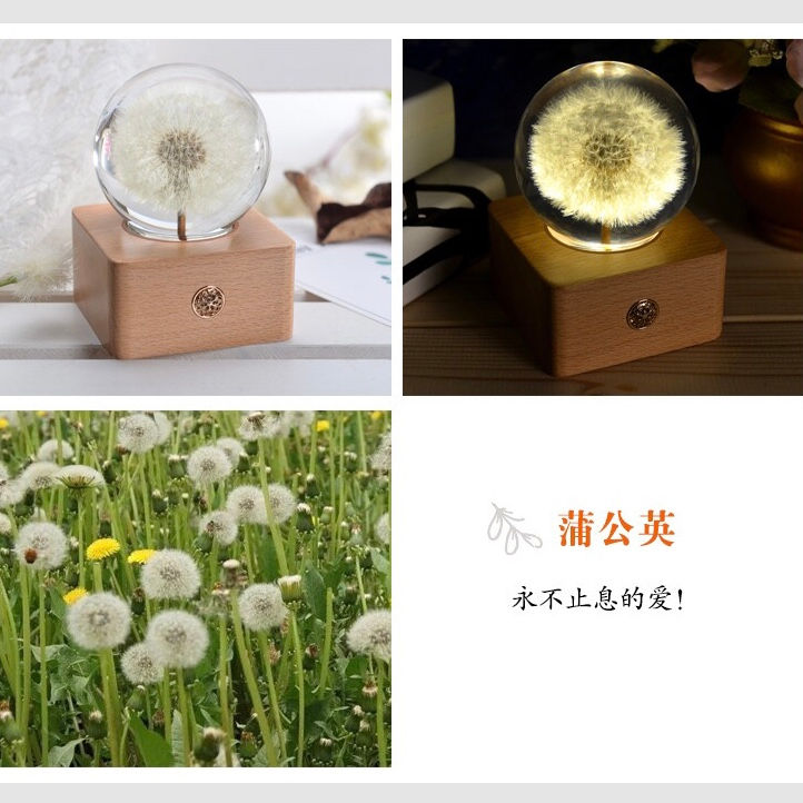 縮圖：玫瑰花蒲公英永生花小夜燈