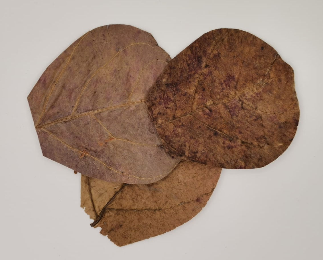 10er Set Seemandelbaumblätter (SMBB)