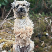 border terrier