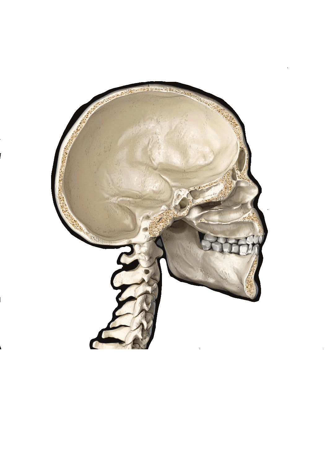 Layers of the head and neck