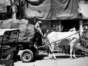 A white bull pulling an old cart and driver in New Delhi, India