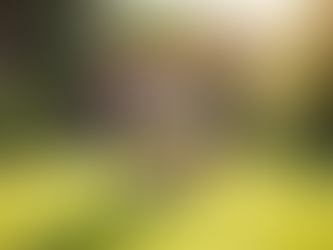 Ethical French Bulldog Breeding: Our Commitment Explained